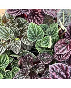 4" Peperomia, Ripple