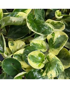 Peperomia Marble 4"