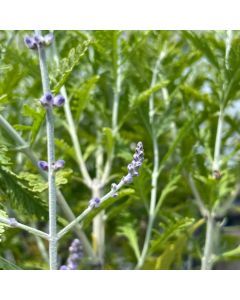 Russian Sage Atriplicifolia 1G