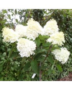 Phantom Hydrangea Standard