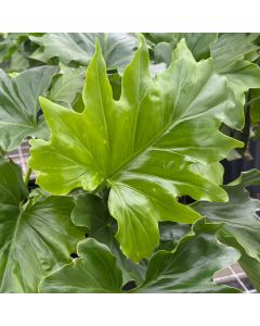 Philadendron Selloum 10"