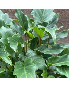 10" Philodendron 'Deja Vu'