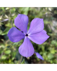 Phlox 'Blue Moon' 1G