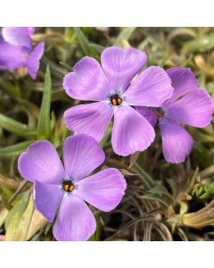 Phlox 'Crater Lake' 1G