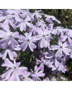Phlox 'Emerald Blue' 1G