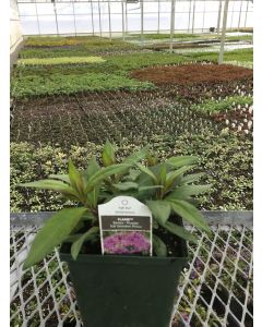 Phlox 'Flame Purple Eye' 1G