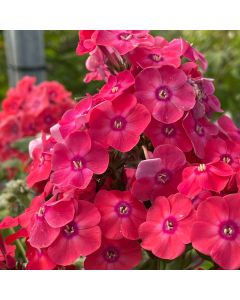 Phlox 'Glamour Girl' 1G