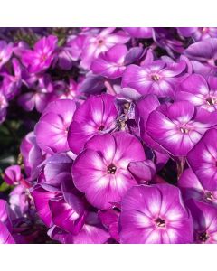 Phlox 'Laura' 1G