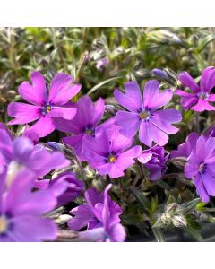 Phlox 'Rocky Road Grape' 1G