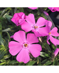 Phlox 'Emerald Pink' 1G