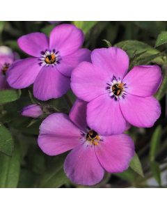 Phlox 'Purple Sprite' 1G