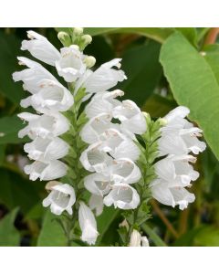 Obedient Plant 'Miss Manner' 1