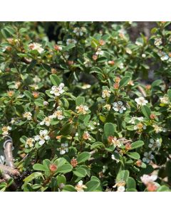 Bearberry Cotoneaster