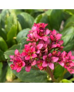 Pigsqueak 'Miss Piggy' 1G