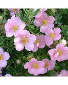 Pink Beauty Potentilla