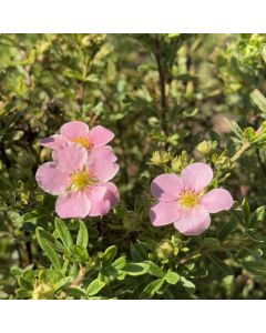 Pink Beauty Potentilla