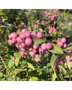 Pink Promise Snowberry