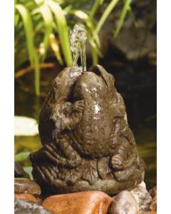 Playful Frogs-Plumbed