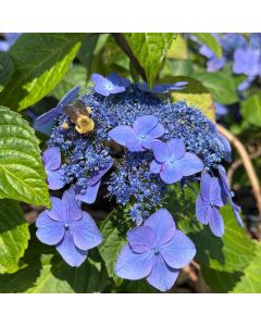 Popstar Endless Summer Hydrangea