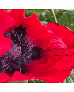 Oriental Poppy 'Livermere' 1G