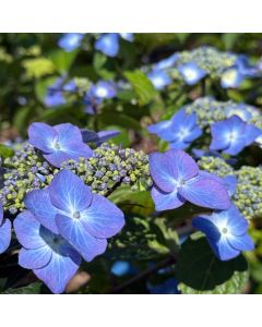 Popstar Endless Summer Hydrangea