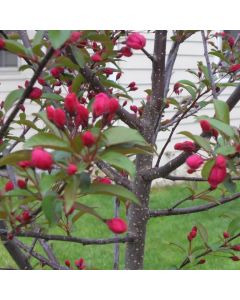 Prairie Fire Crabapple