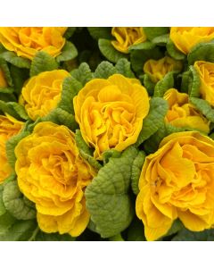 Primrose 'Mandarian' 1G