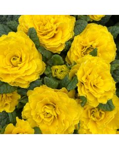 Primrose 'Spring Sun' 1G