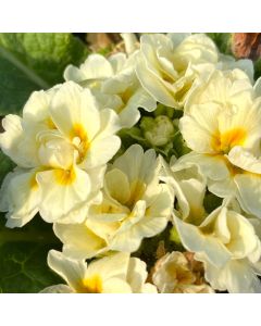 Primrose 'Cream' 1G