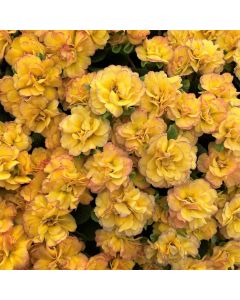 Primrose 'Nectarine' 1G