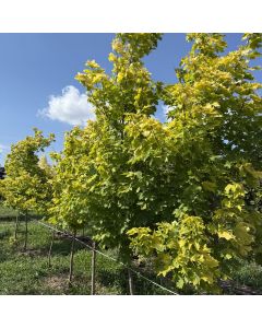 Princeton Gold Maple