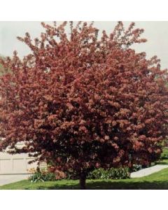 Profusion Crabapple