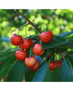 Bing Cherry Tree
