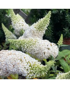 Pugster White Butterfly Bush
