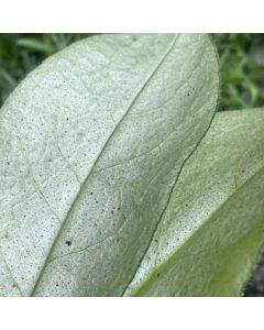 Lungwort 'Majeste' 1G