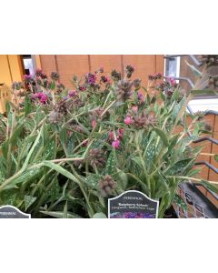 Lungwort 'Raspberry Splash' 1G
