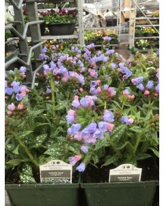 Lungwort 'Twinkle Toes' 1G