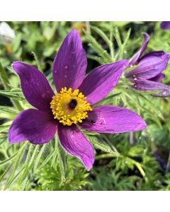 Pasque Flower 'Violet Bell' 1G