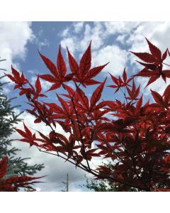 Purple Ghost Japanese Maple