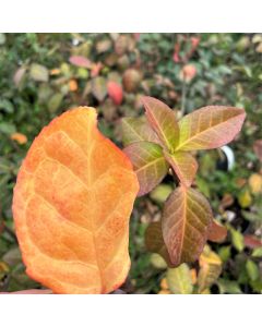 Purple Leaf Wintercreeper