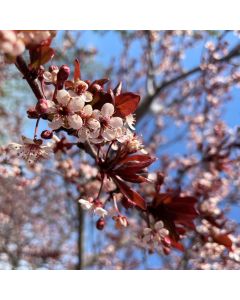 Purpleleaf Sandcherry Std
