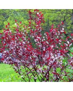 Purpleleaf Sandcherry