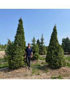 Pyramid Cedar (ONT)