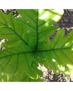 Pyramidal English Oak