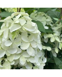 Quick Fire Fab Hydrangea