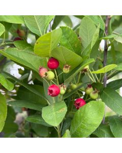 Rainbow Pillar Serviceberry Clump