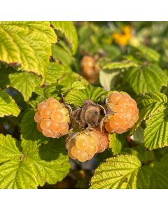 Fall Gold Raspberry
