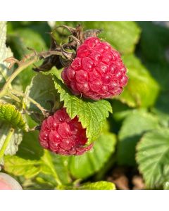 Raspberry Shortcake Raspberry