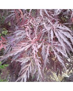 Red Dragon Japanese Maple