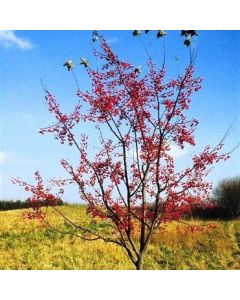 Red Jewel Crabapple